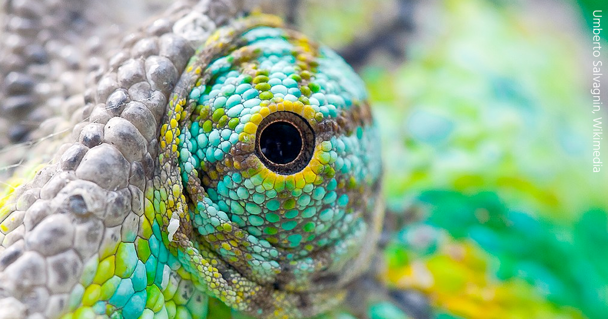 Chameleon eye